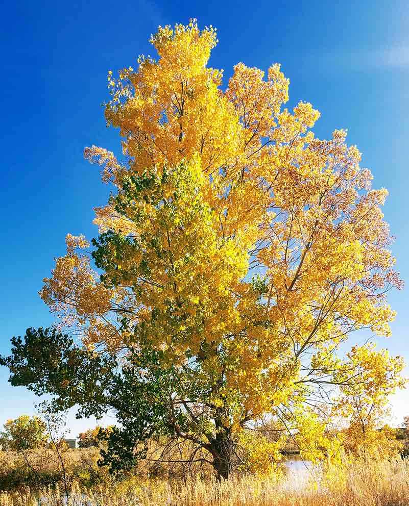 Connie Tree Yellow Leaves