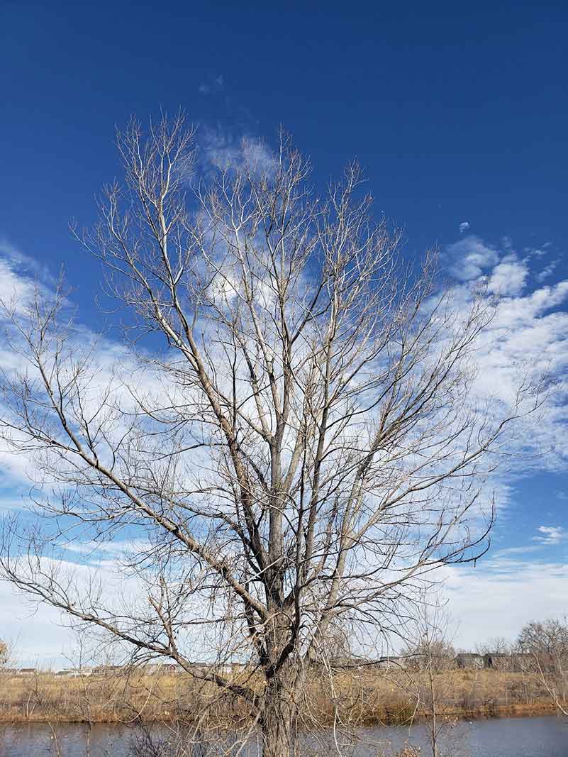 Connie Tree w o leaves